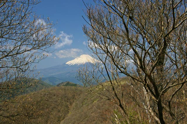シロヤシオ（白八汐）の蕾と富士山