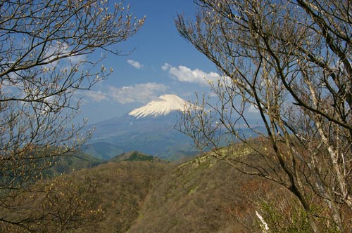 白八汐の蕾と富士山