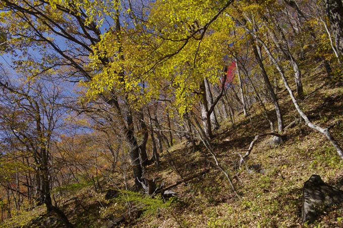 紅葉、黄葉の登山道