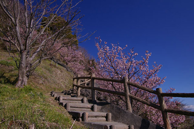 <FONT color="#8c8c8c" face="メイリオ">階段を登ると薄寒桜が迎える!!</FONT>