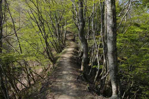 緑美しい登山道
