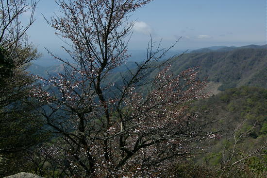 万二郎岳直下の路岩の岩の上から豆桜(富士桜）です。