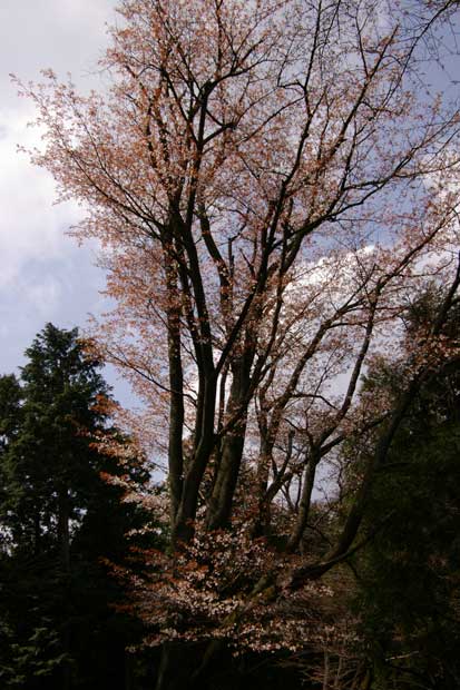 山桜の大木