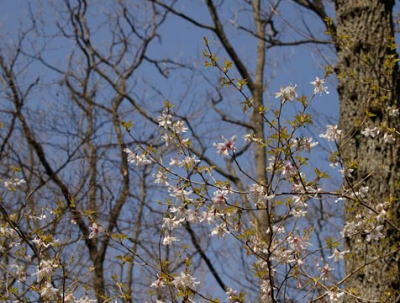 豆桜（丹沢、富士、箱根に咲く）