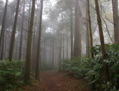 杉の樹林帯