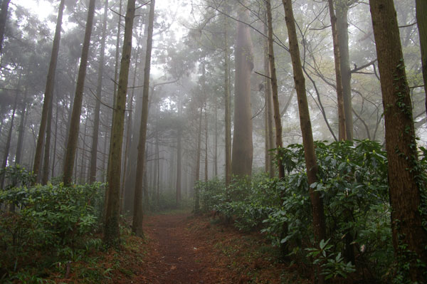 霧の中の深い杉林