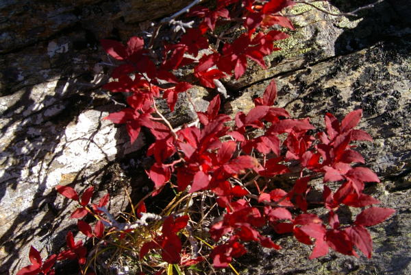 仙水峠の紅葉した、蔓性植物
