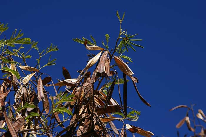 高温と乾燥に強いマメ科の植物