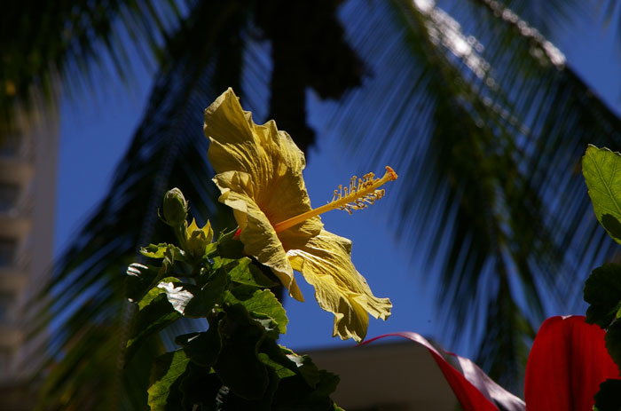  Hibiscus（ハイビスカス）