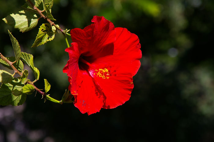  Hibiscus（ハイビスカス）