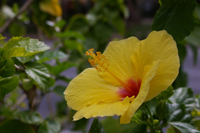  Hibiscus（ハイビスカス）