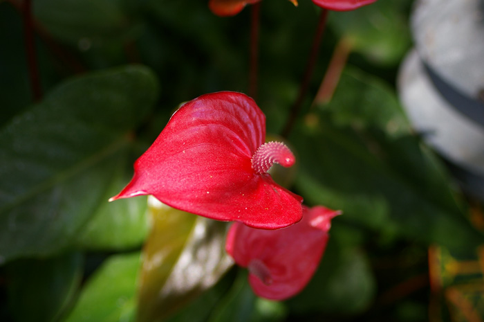 アンスリウム（Anthurium）