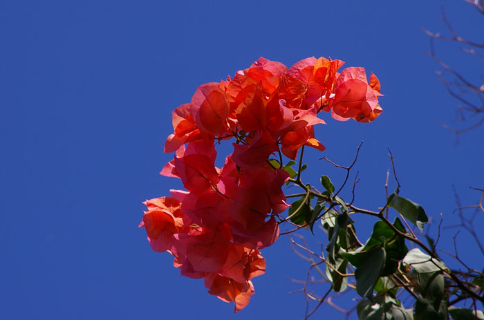 Bougainvilleae（ブーゲンビリレア）