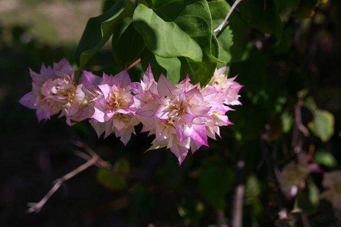 Bougainvilleae（ブーゲンビリレア）