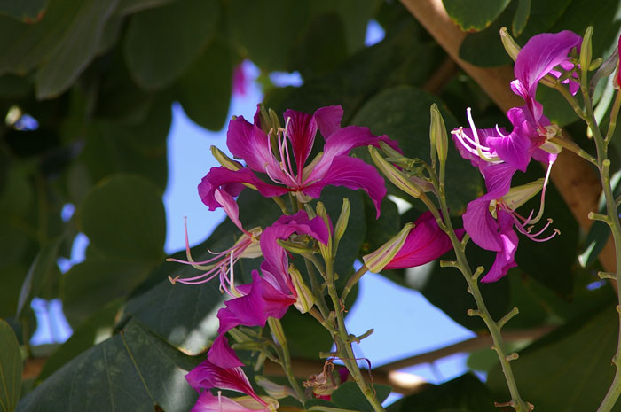 Orchid Tree(オーキッドツリー)