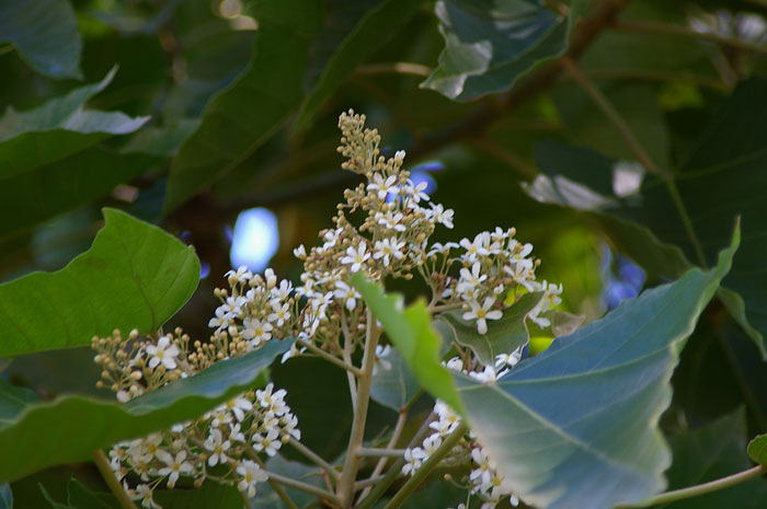 キャンドルナッツ・ツリー(Candlenut tree) 