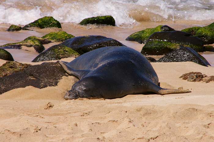 ハワイモンクアザラシ(Hawaiian monk seal)