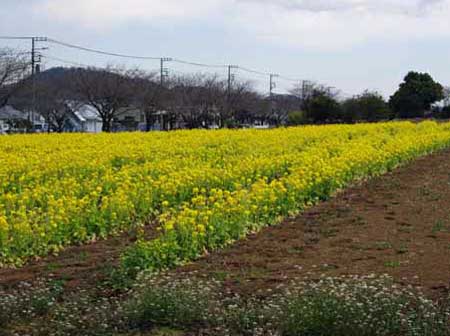 渋沢丘陵の菜の花